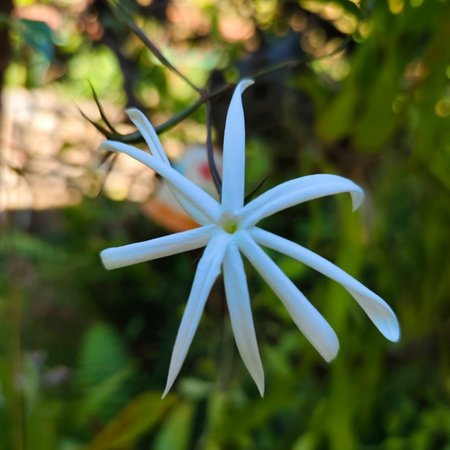 A delicate Jasminum dichotomum flower, showcasing its pure white petals and gentle beauty. This scene captures the elegance and simplicity of tropical jasmine in full bloom.の写真素材