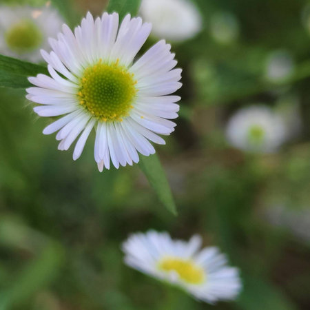 A delicate Erigeron annuus flower,  highlighting its tiny white petals and bright yellow center. This wildflower scene reflects the quiet charm and simplicity of nature in bloom.の写真素材