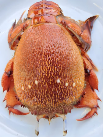 A fresh spanner crab presented on a clean plate, showcasing its natural texture and vibrant shell details. This close-up food image highlights the beauty of seafood in a simple.の写真素材