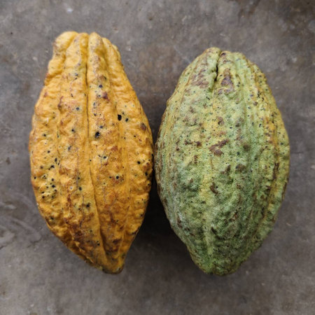 A close-up of a cacao fruits, showcasing its rich texture and vibrant color. The scene highlights the beauty of tropical agriculture and the origins of chocolate.の写真素材