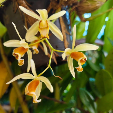 Orchid flower in tropical garden. Cymbidium Orchidaceaeの写真素材