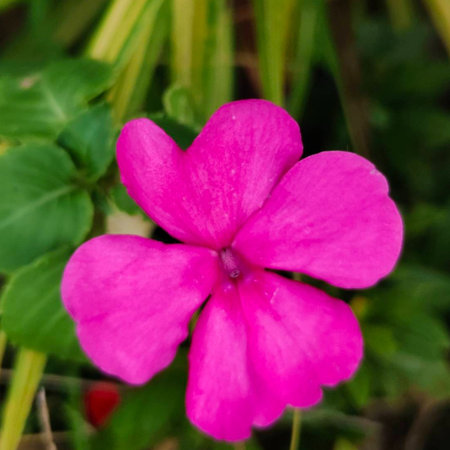 Pink Periwinkle flower on the background of the green grass.の写真素材