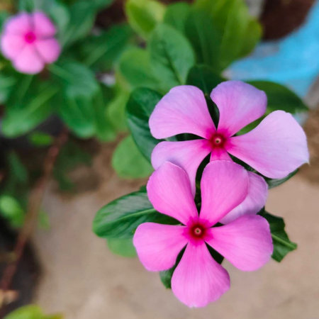 Pink Periwinkle, Madagascar periwinkle, Catharanthus roseusの写真素材