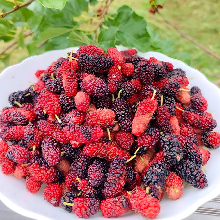 Mulberry fruit in a white plate on a wooden table.の写真素材