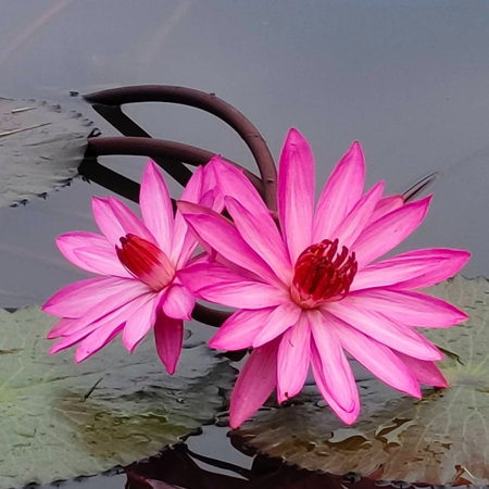Pink lotus in the pond. The beauty of the nature.の写真素材