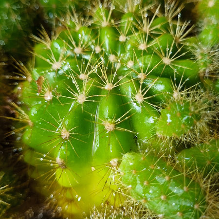 Close up of cactus with water drops. Selective focus.の写真素材