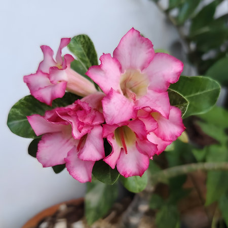 Desert Rose or Impala Lily or Mock Azalea flowersの写真素材
