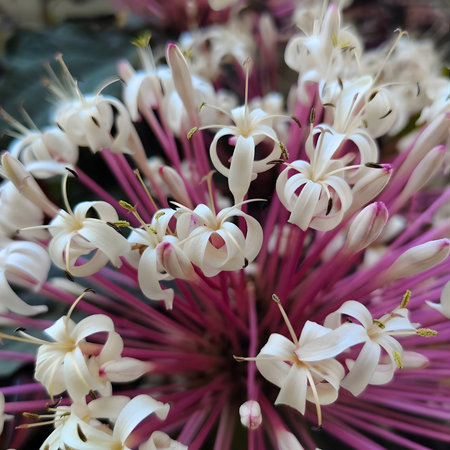 Close-up of a spider lily (Cleome spinosa)
