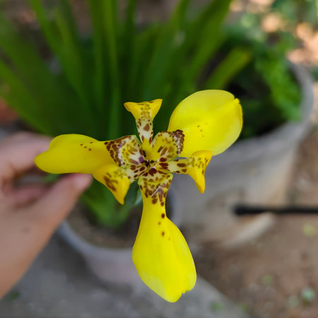 Yellow orchid flower with hand holding a flower.