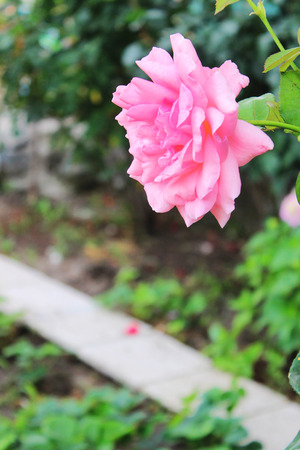 rosaの写真素材