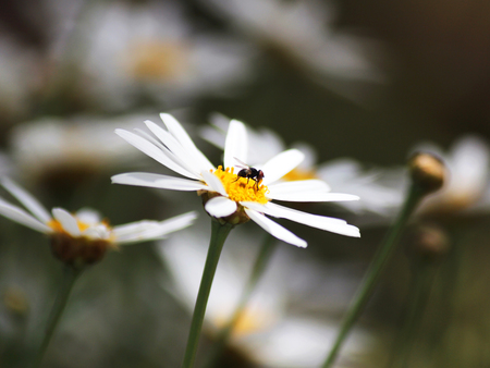 Daisyの写真素材