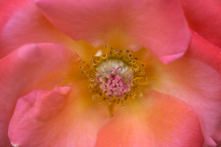 Flower 5の写真素材