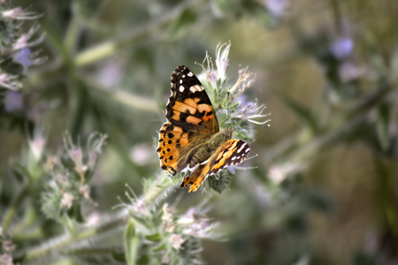 Butterflyの写真素材