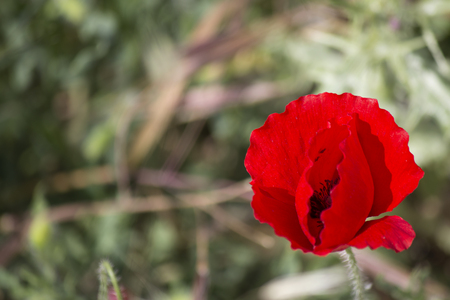 Poppyの写真素材