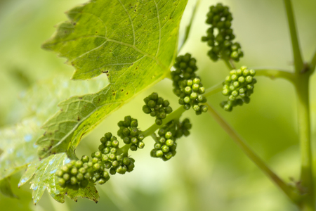 Grapeの写真素材