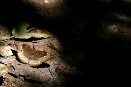 Spotlights to Butterflyの写真素材