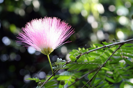 Flower in your blossom.