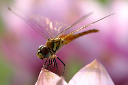 Dragonfly rest on top of the flowerの写真素材