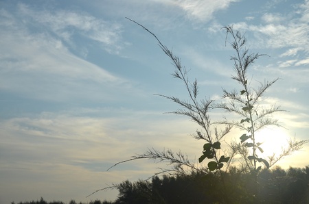 Grass Flowの写真素材