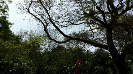Tree under the sun shine