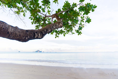 beach and tropical sea
