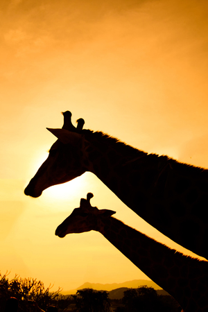 giraffe silhouette at sunset.の写真素材