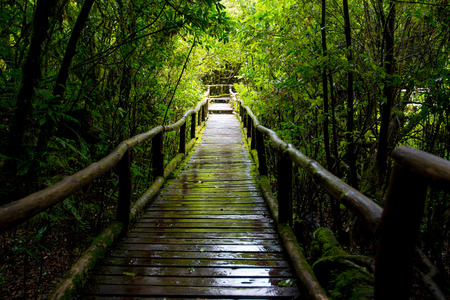 wood bridge for a walk on evergreen forest Located on altitudeの写真素材