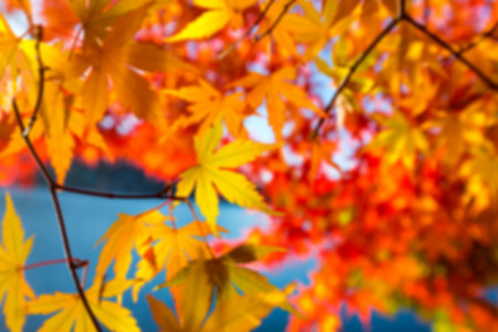 Maple leaves change color in autumnの写真素材