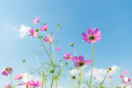 cosmos flower field with blue sky backgroundの写真素材
