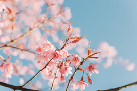 Pink cherry blossom flowerの写真素材