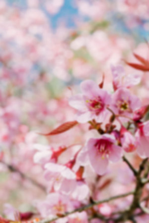 Pink cherry blossom flower