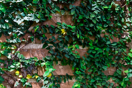 Brick Wall covered with ivyの写真素材