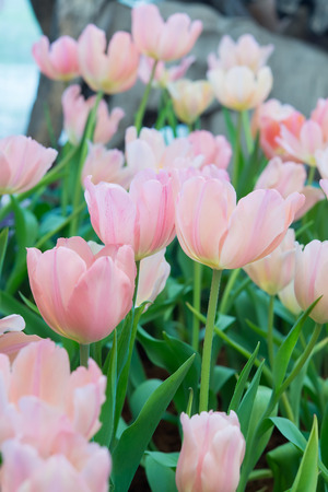 Pink Tulip Colourful in springの写真素材