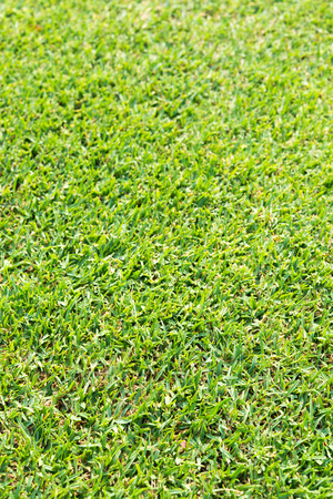 Close-up Green grassの写真素材