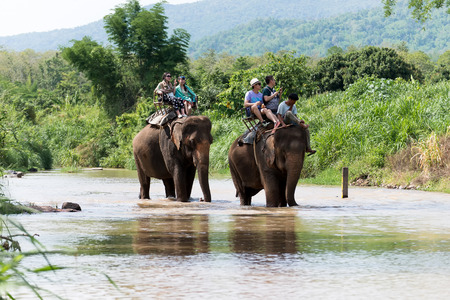 Chiang Mai, Thailand, JUNE 3, 2015: Elephant trekking through jungle in forest Chiang mai, thailandの写真素材