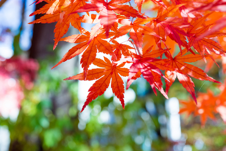 Maple leaves change color in autumnの写真素材