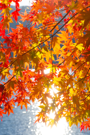 red mapleの写真素材