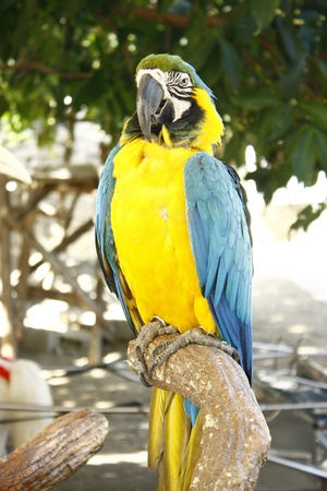 A photo of a blue and gold parrot or maccawの写真素材