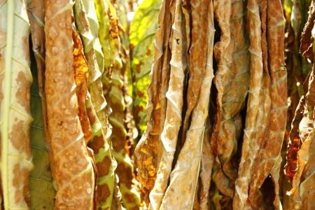 A photo of tobacco leaves hung for drying の写真素材