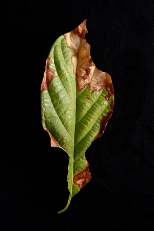 Half fresh half dried leafの写真素材