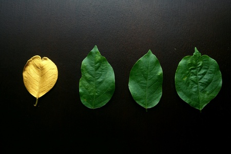 Golden leaf and green leaves on a wooden tableの素材
