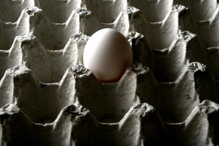 Single fresh egg in an egg carton or egg tray