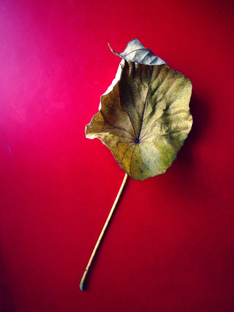 Photo of a dried leaf on a red table