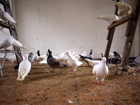 Pigeons inside a big bird cageの写真素材