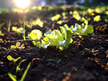 Lettuce in a vegetable farmの写真素材