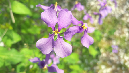 Purple flower