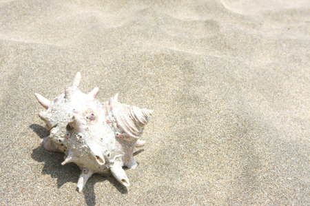 shell on beach
