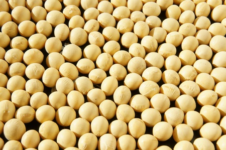 soy beansの写真素材