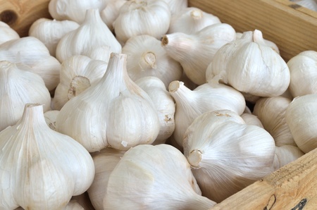 Garlicの写真素材