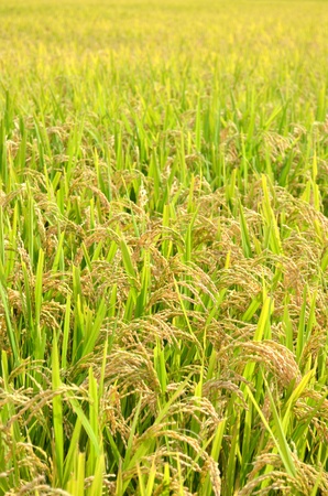 ear of rice の写真素材